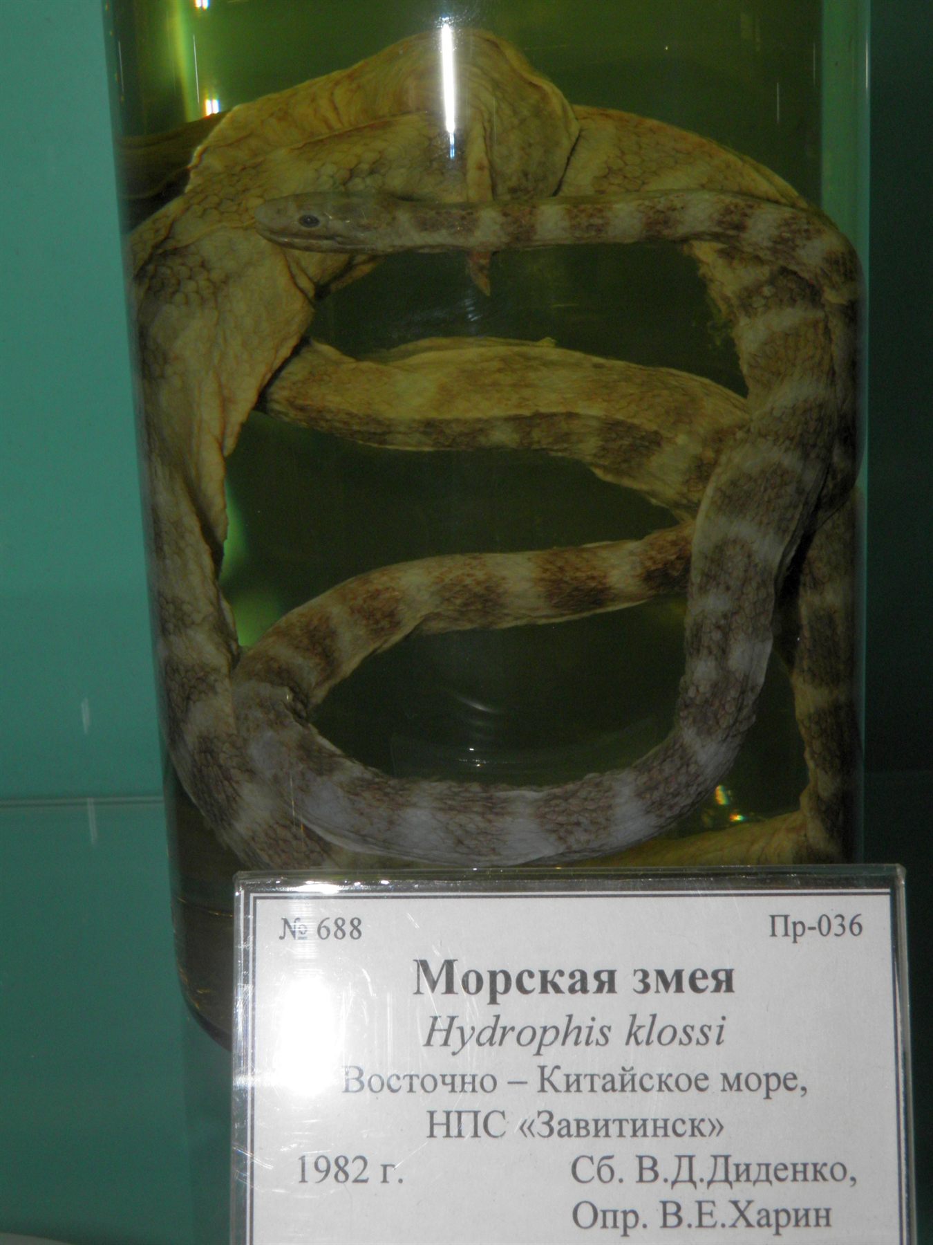 Greater Dusky Sea Snake — Borneo wildlife, book, free download, jungle tour, snake, herp tour