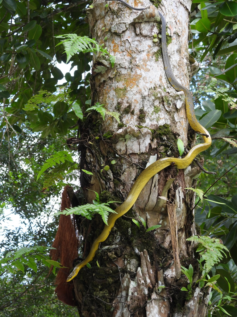 Grey-tailed Racer — Borneo wildlife, book, free download, jungle tour, snake, herp tour