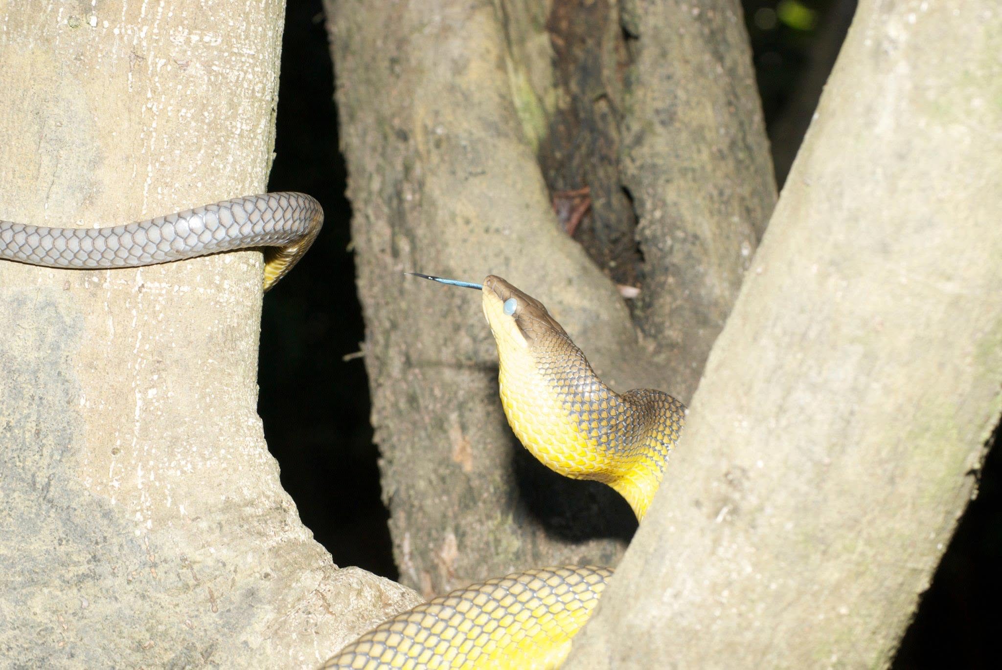 Grey-tailed Racer — Borneo wildlife, book, free download, jungle tour, snake, herp tour