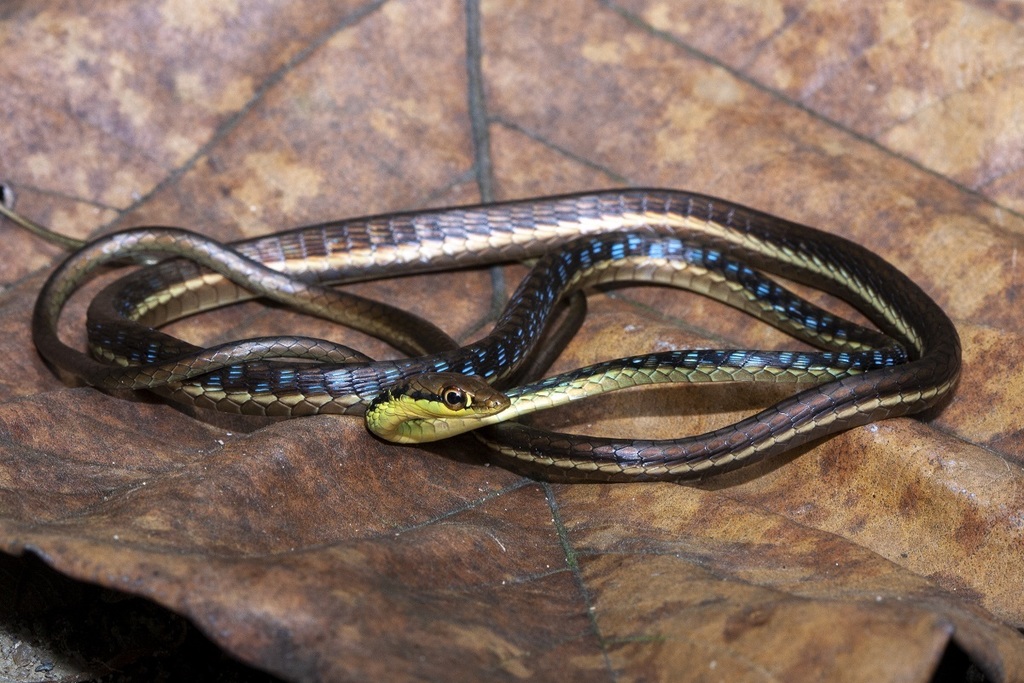 Haas's Bronzeback — Borneo wildlife, book, free download, jungle tour, snake, herp tour