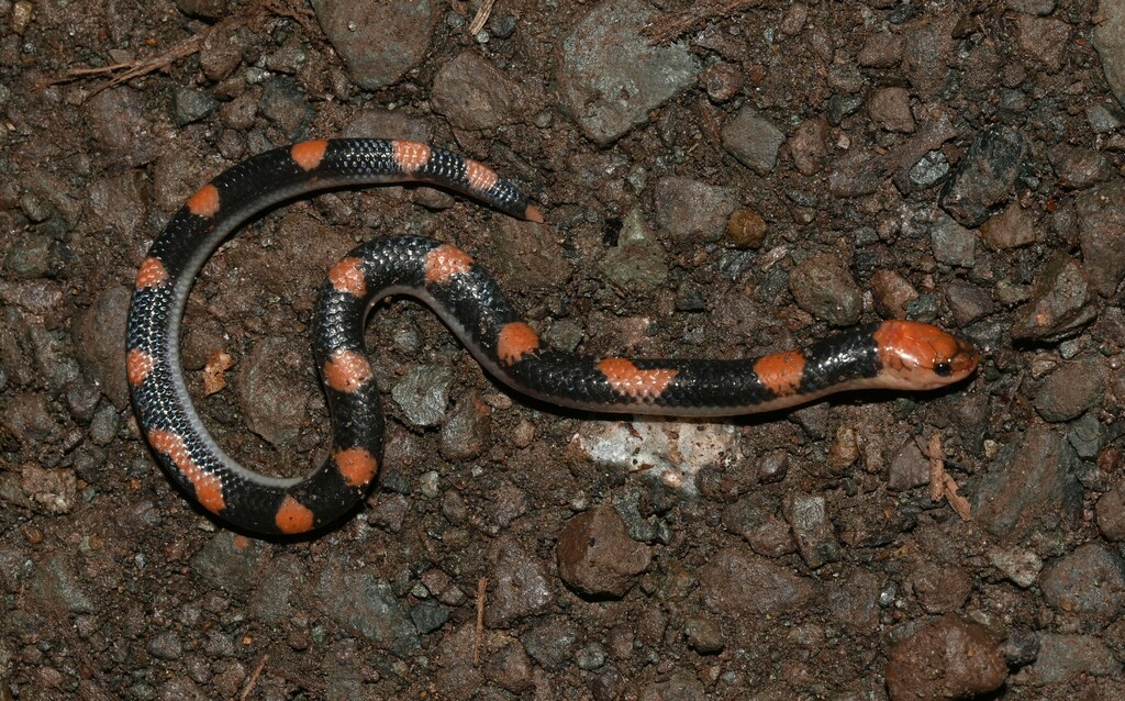 Hillenius's Reed Snake — Borneo wildlife, book, free download, jungle tour, snake, herp tour