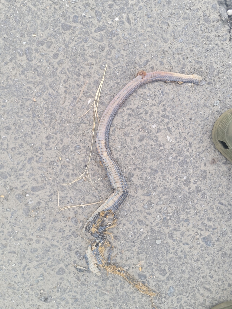 Indo-Chinese Rat Snake — Borneo wildlife, book, free download, jungle tour, snake, herp tour