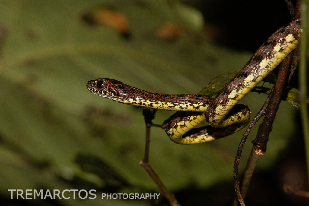 Jasper Cat Snake — Borneo wildlife, book, free download, jungle tour, snake, herp tour