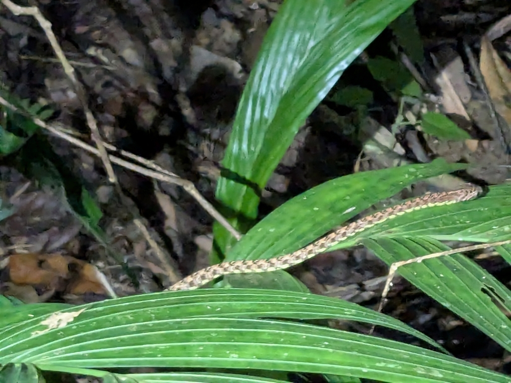 Jasper Cat Snake — Borneo wildlife, book, free download, jungle tour, snake, herp tour