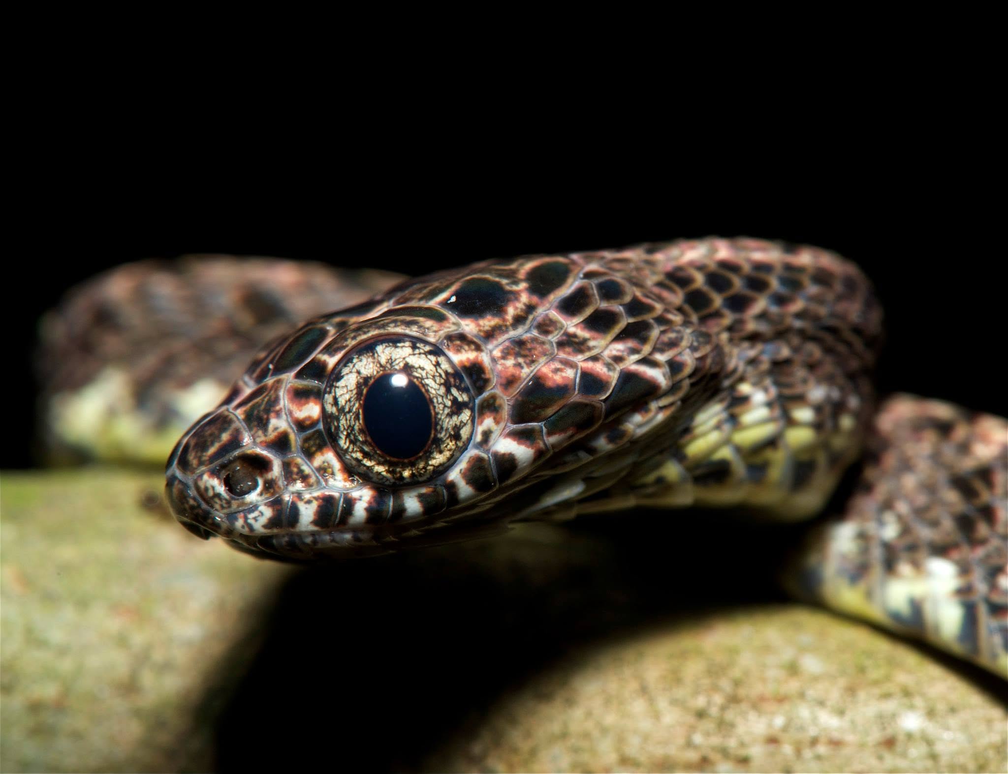Jasper Cat Snake — Borneo wildlife, book, free download, jungle tour, snake, herp tour
