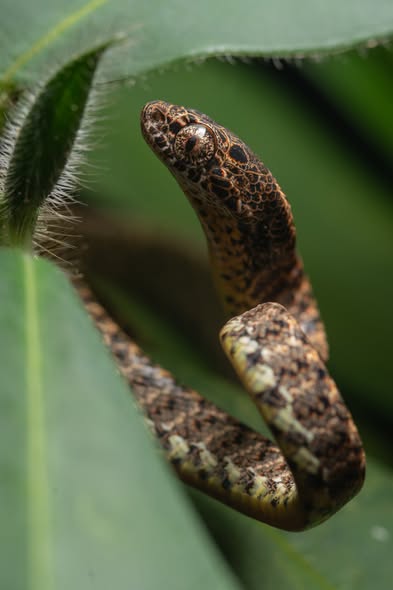 Jasper Cat Snake — Borneo wildlife, book, free download, jungle tour, snake, herp tour