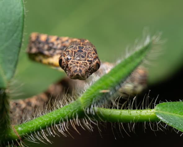 Jasper Cat Snake — Borneo wildlife, book, free download, jungle tour, snake, herp tour