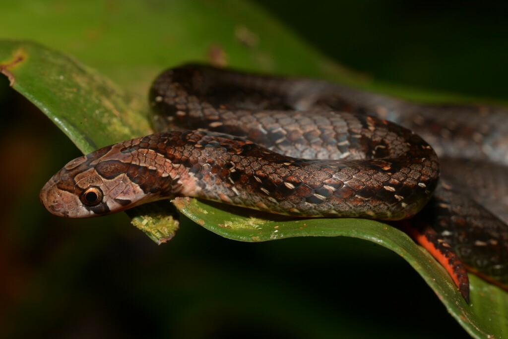 Jeweled Kukri Snake — Borneo wildlife, book, free download, jungle tour, snake, herp tour