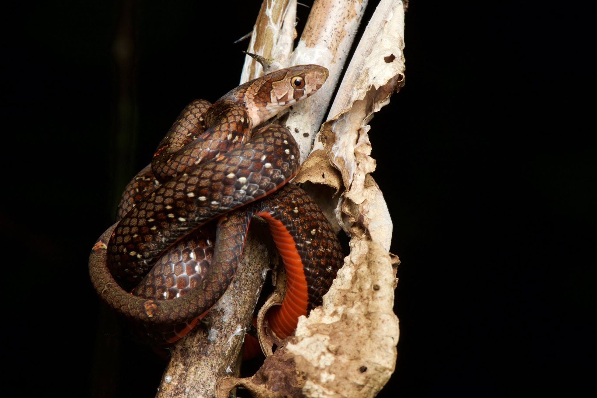 Jeweled Kukri Snake — Borneo wildlife, book, free download, jungle tour, snake, herp tour