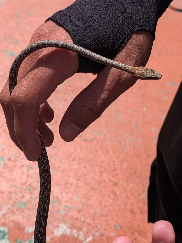 Keel-bellied Vine Snake — Borneo wildlife, book, free download, jungle tour, snake, herp tour
