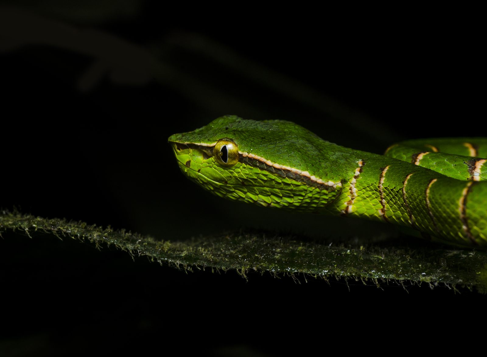 Keeled Pit-viper — Borneo wildlife, book, free download, jungle tour, snake, herp tour