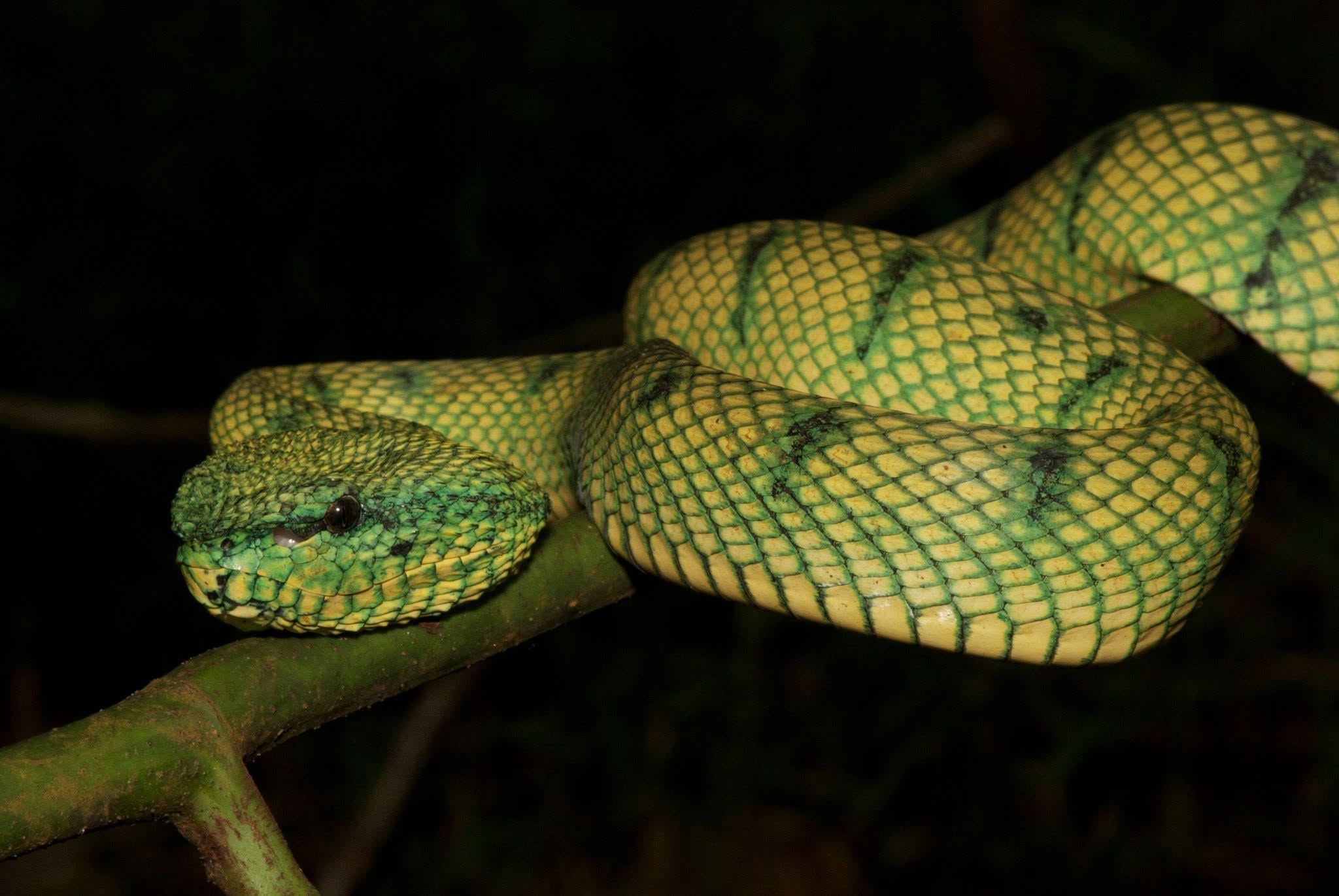 Keeled Pit-viper — Borneo wildlife, book, free download, jungle tour, snake, herp tour