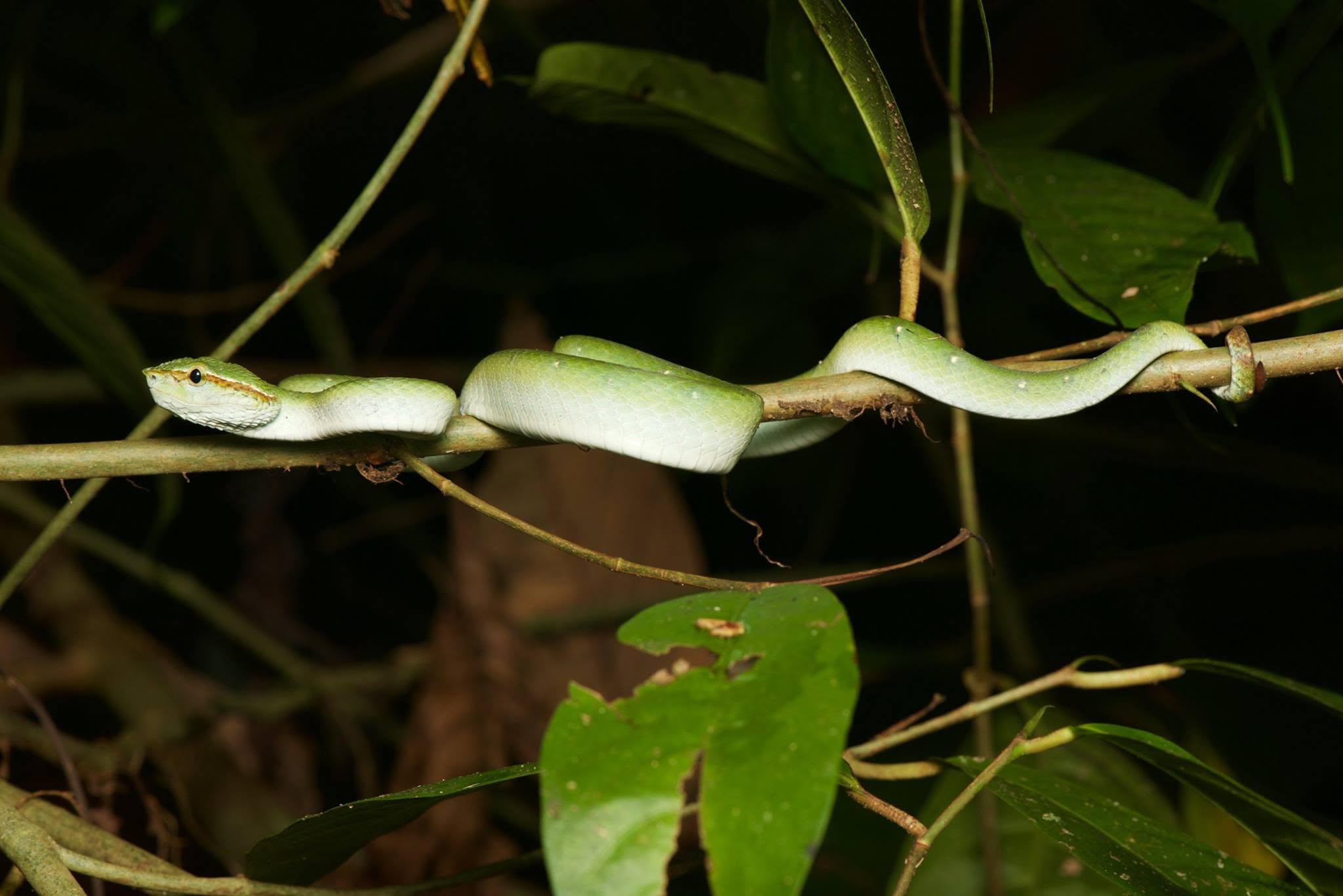 Keeled Pit-viper — Borneo wildlife, book, free download, jungle tour, snake, herp tour