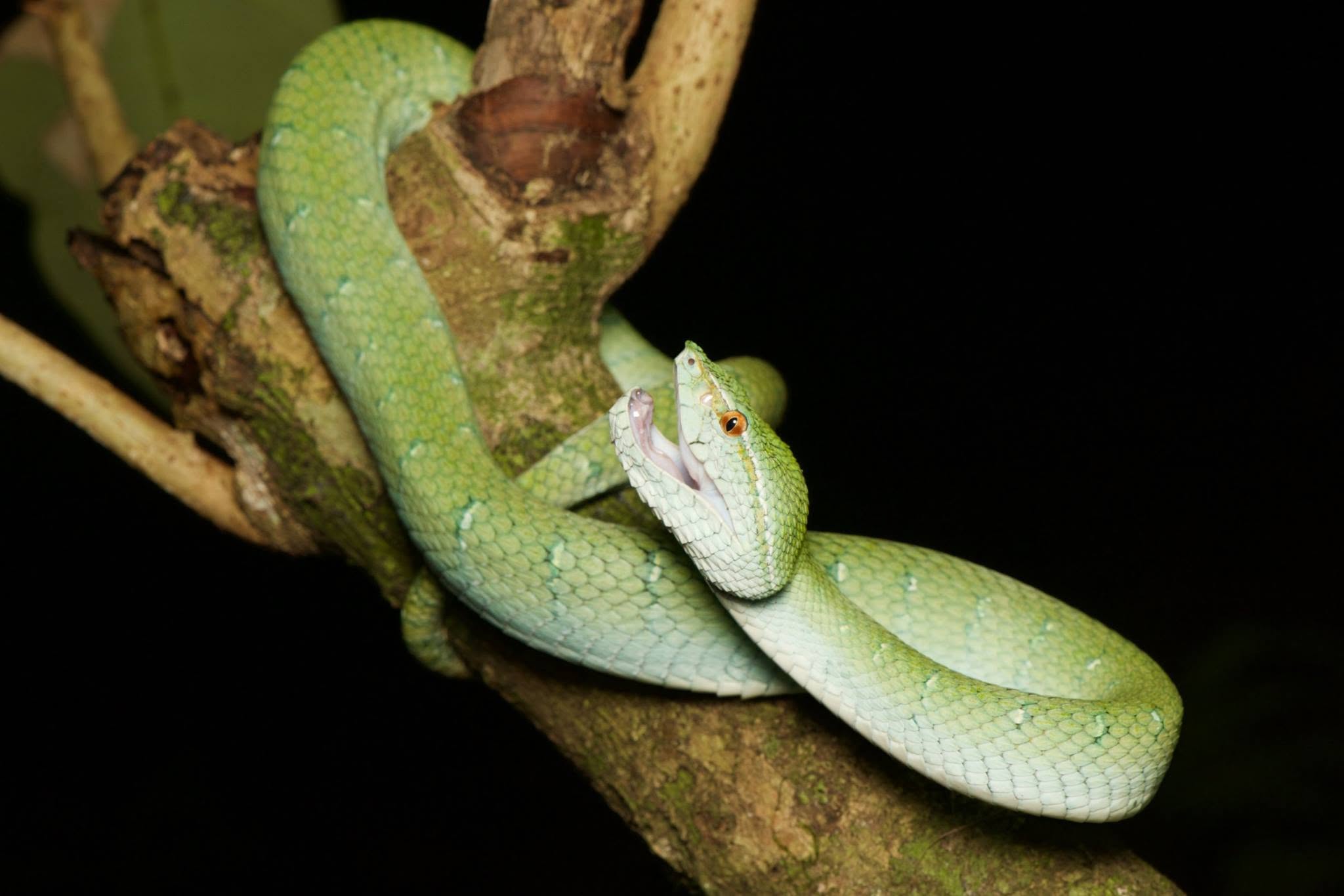 Keeled Pit-viper — Borneo wildlife, book, free download, jungle tour, snake, herp tour