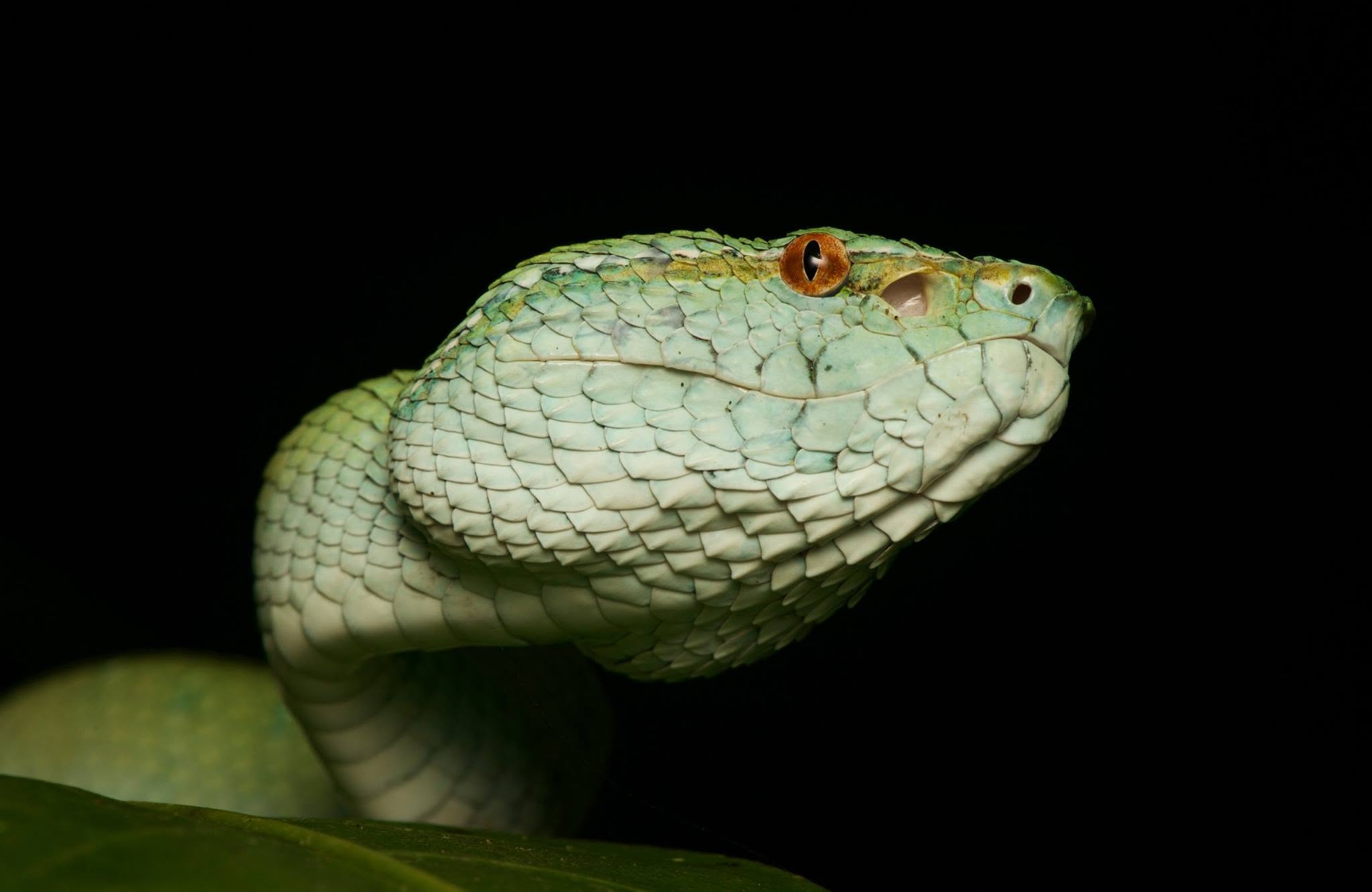 Keeled Pit-viper — Borneo wildlife, book, free download, jungle tour, snake, herp tour