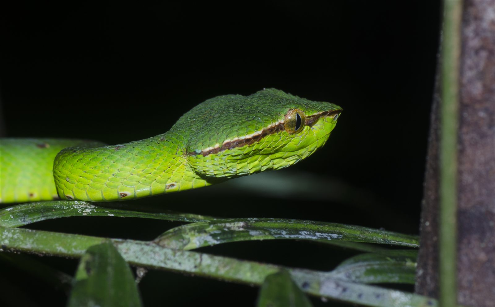 Keeled Pit-viper — Borneo wildlife, book, free download, jungle tour, snake, herp tour