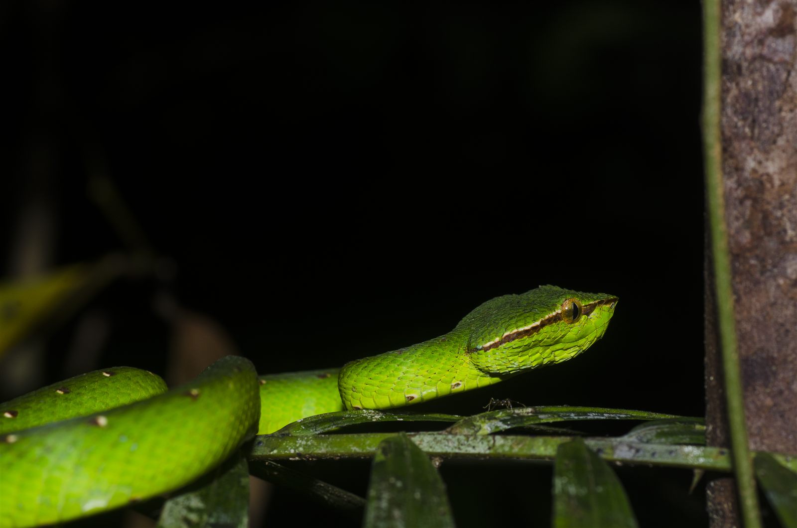 Keeled Pit-viper — Borneo wildlife, book, free download, jungle tour, snake, herp tour