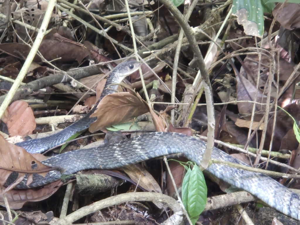 Keeled Rat Snake — Borneo wildlife, book, free download, jungle tour, snake, herp tour
