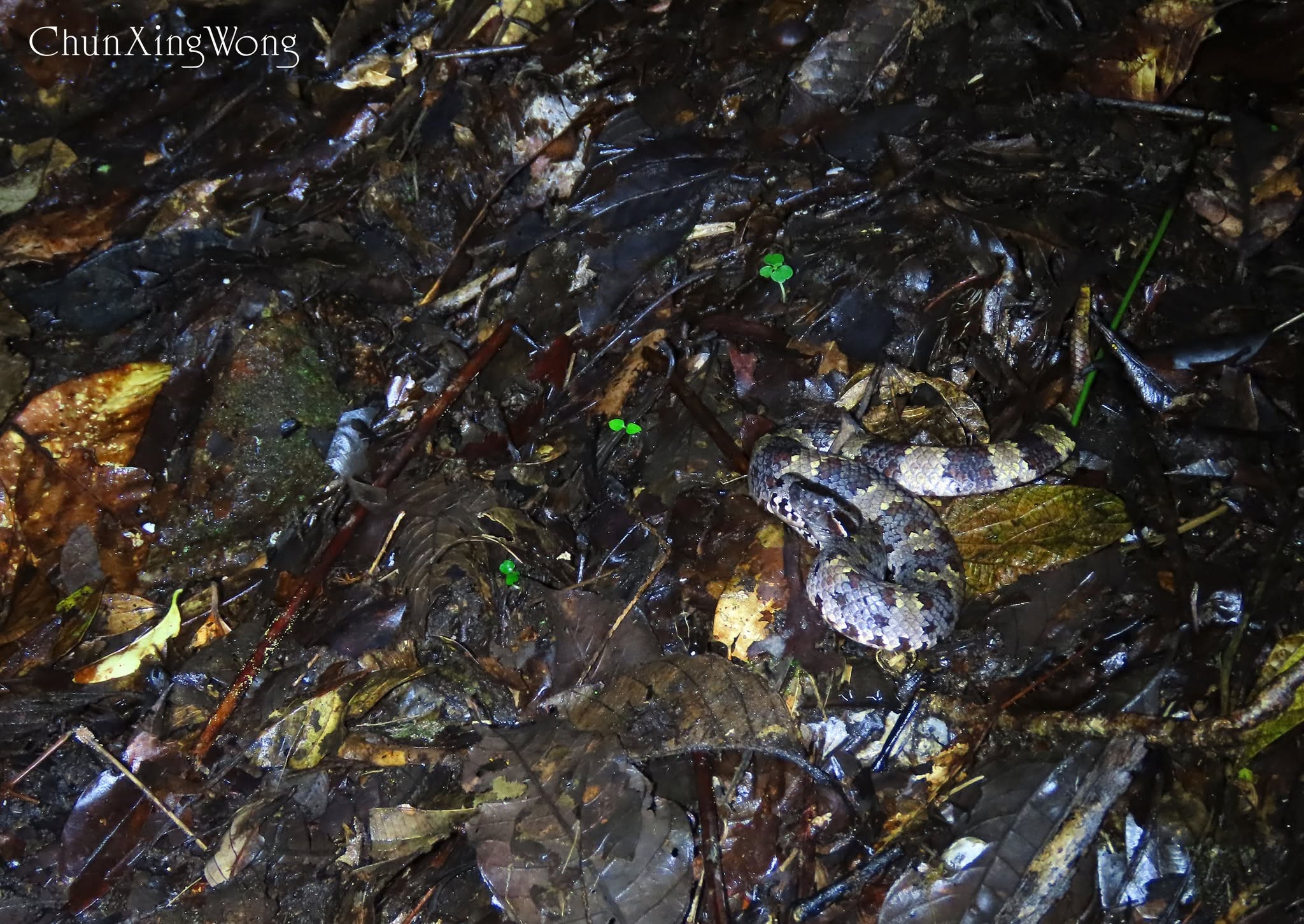 Kinabalu Brown Pit-viper — Borneo wildlife, book, free download, jungle tour, snake, herp tour