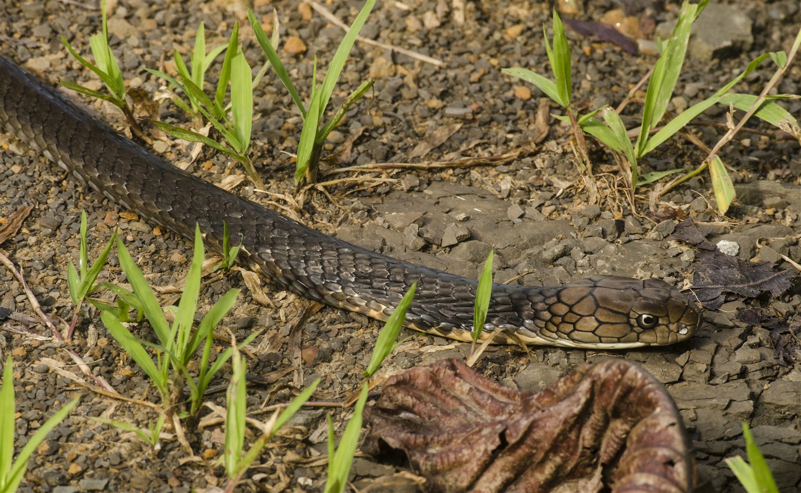 King Cobra — Borneo wildlife, book, free download, jungle tour, snake, herp tour