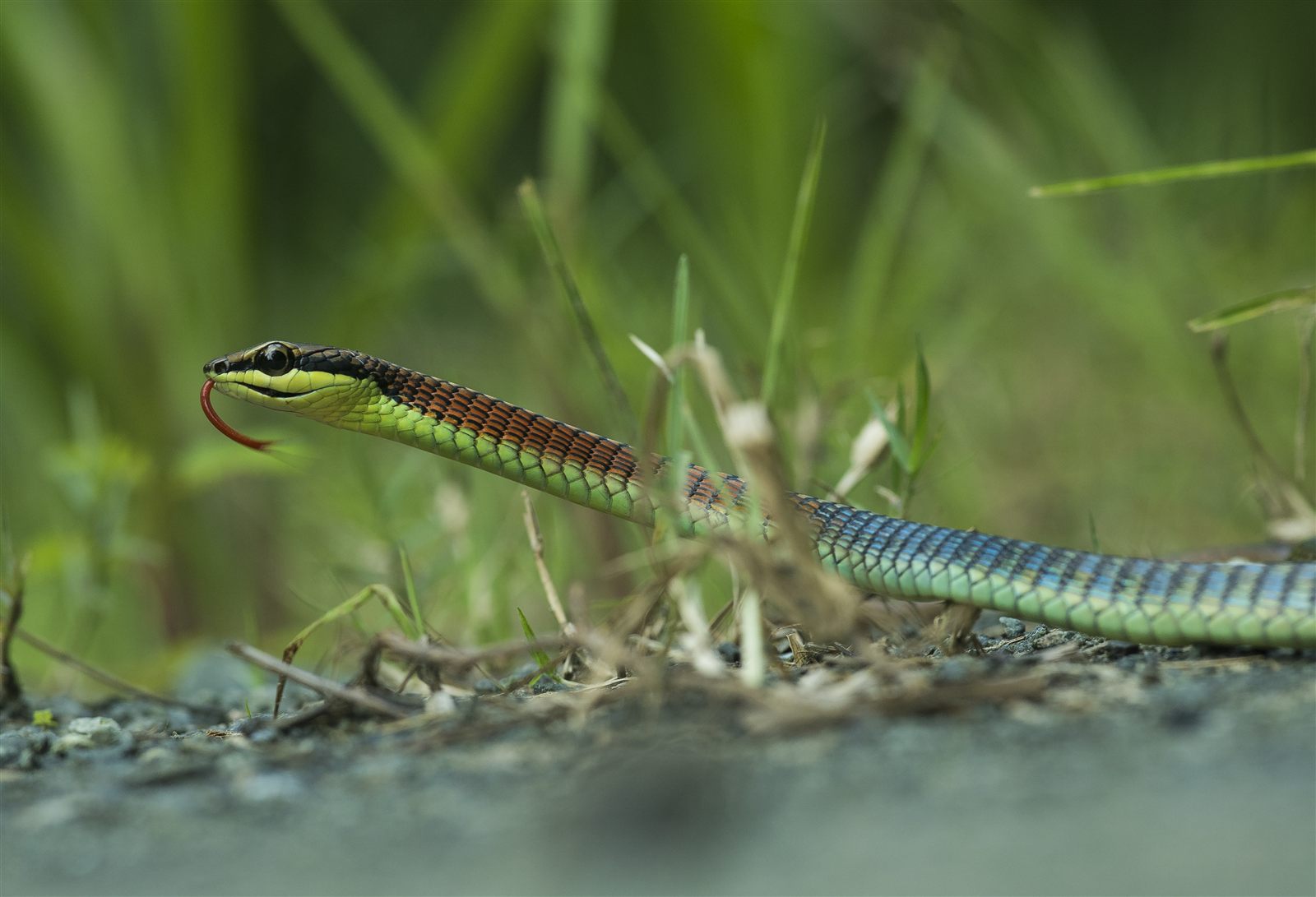 Kopstein's Bronzeback — Borneo wildlife, book, free download, jungle tour, snake, herp tour