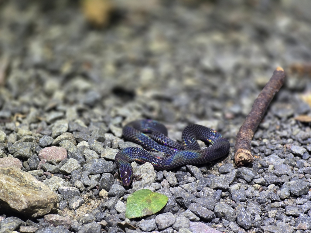 Lance-headed Litter Snake — Borneo wildlife, book, free download, jungle tour, snake, herp tour