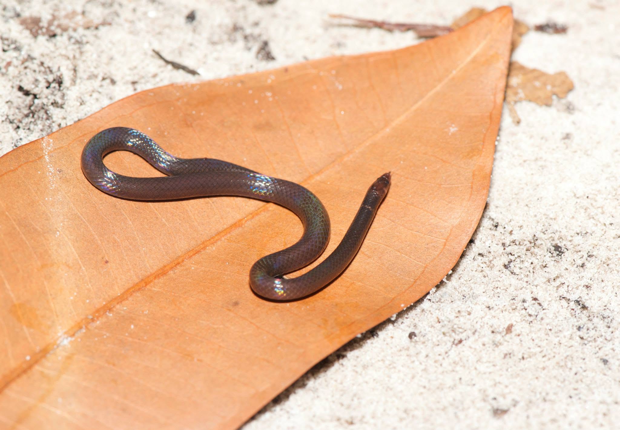 Lance-headed Litter Snake — Borneo wildlife, book, free download, jungle tour, snake, herp tour