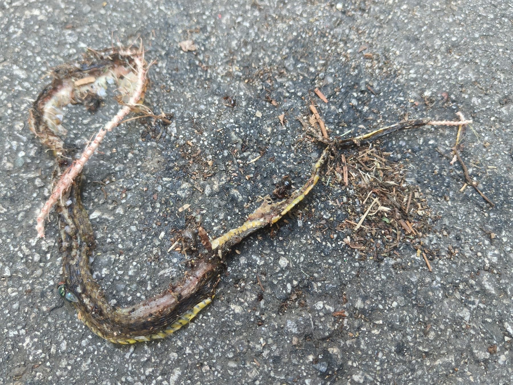 Large-eyed Water Snake — Borneo wildlife, book, free download, jungle tour, snake, herp tour