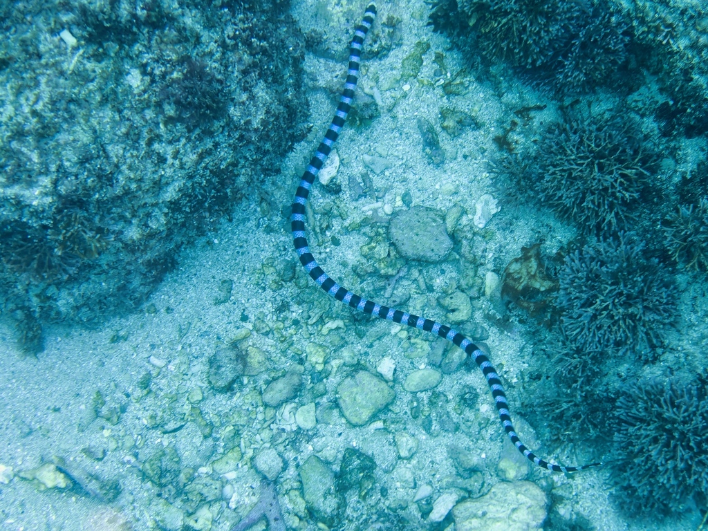 Large-scaled Sea Krait — Borneo wildlife, book, free download, jungle tour, snake, herp tour