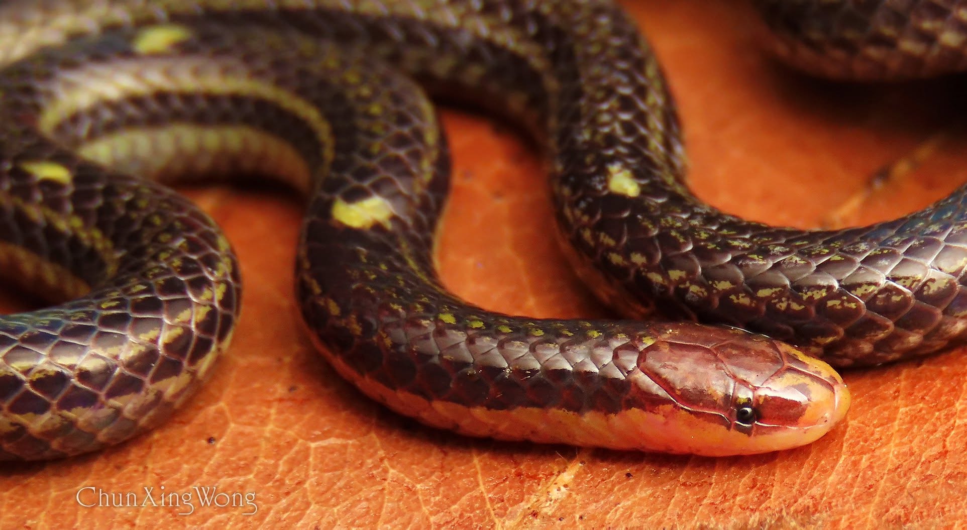 Low's Reed Snake — Borneo wildlife, book, free download, jungle tour, snake, herp tour