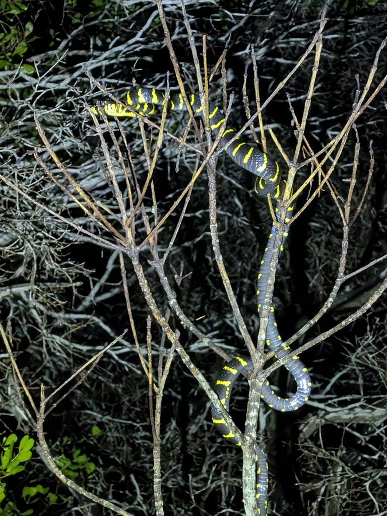 Mangrove Snake — Borneo wildlife, book, free download, jungle tour, snake, herp tour