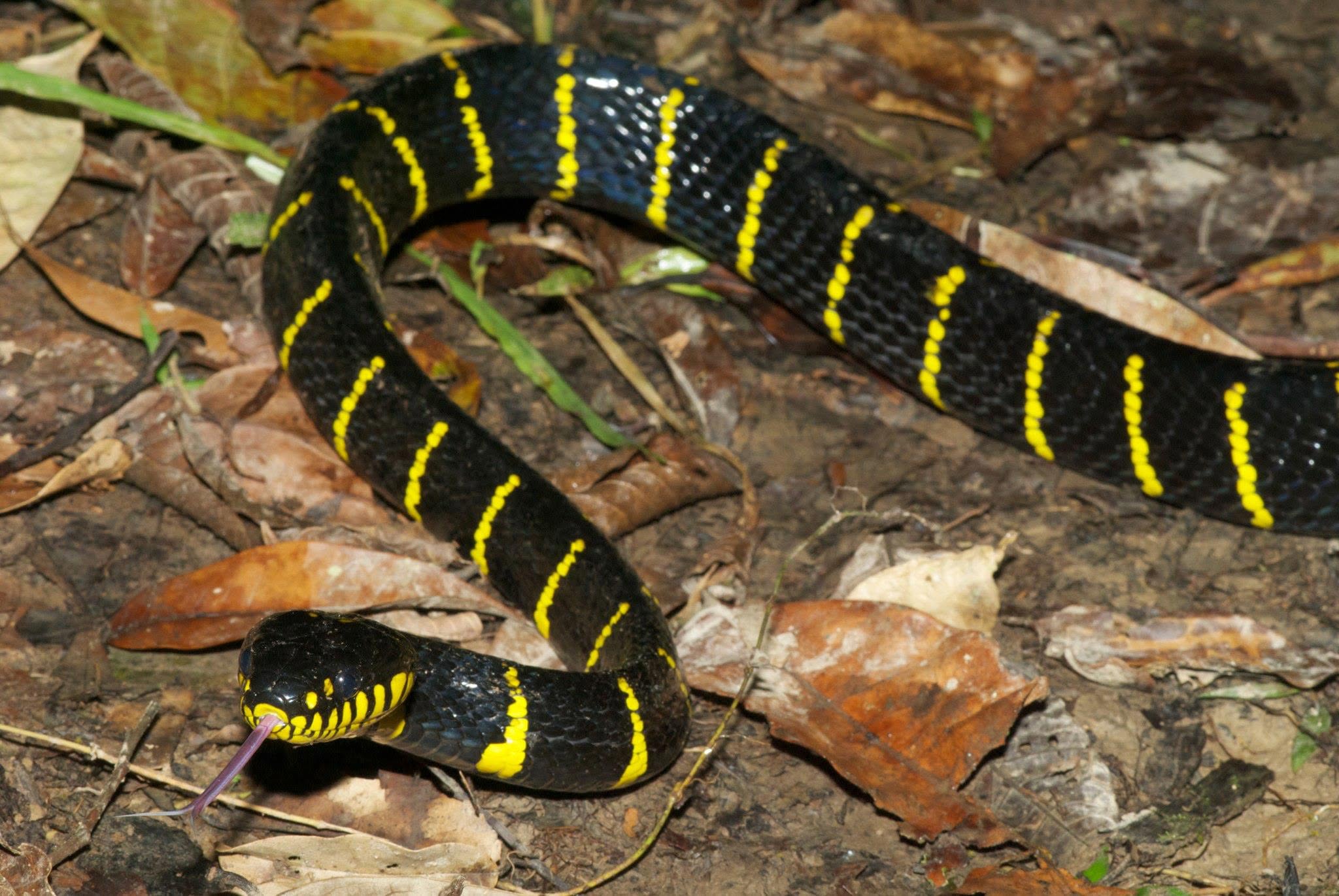 Mangrove Snake — Borneo wildlife, book, free download, jungle tour, snake, herp tour