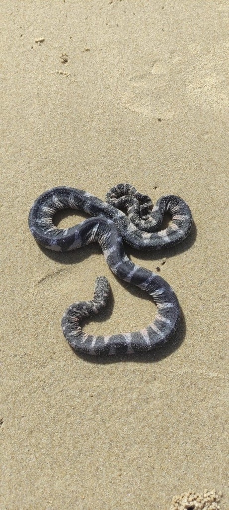 Marine File Snake — Borneo wildlife, book, free download, jungle tour, snake, herp tour