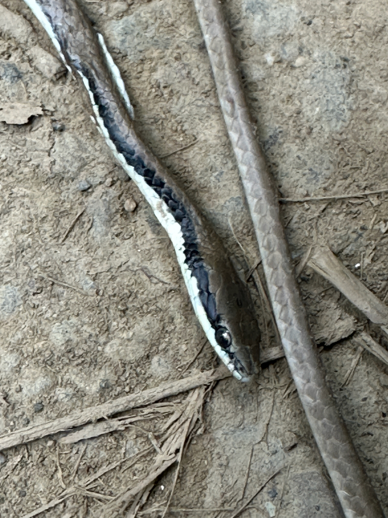Masked Ground Snake — Borneo wildlife, book, free download, jungle tour, snake, herp tour