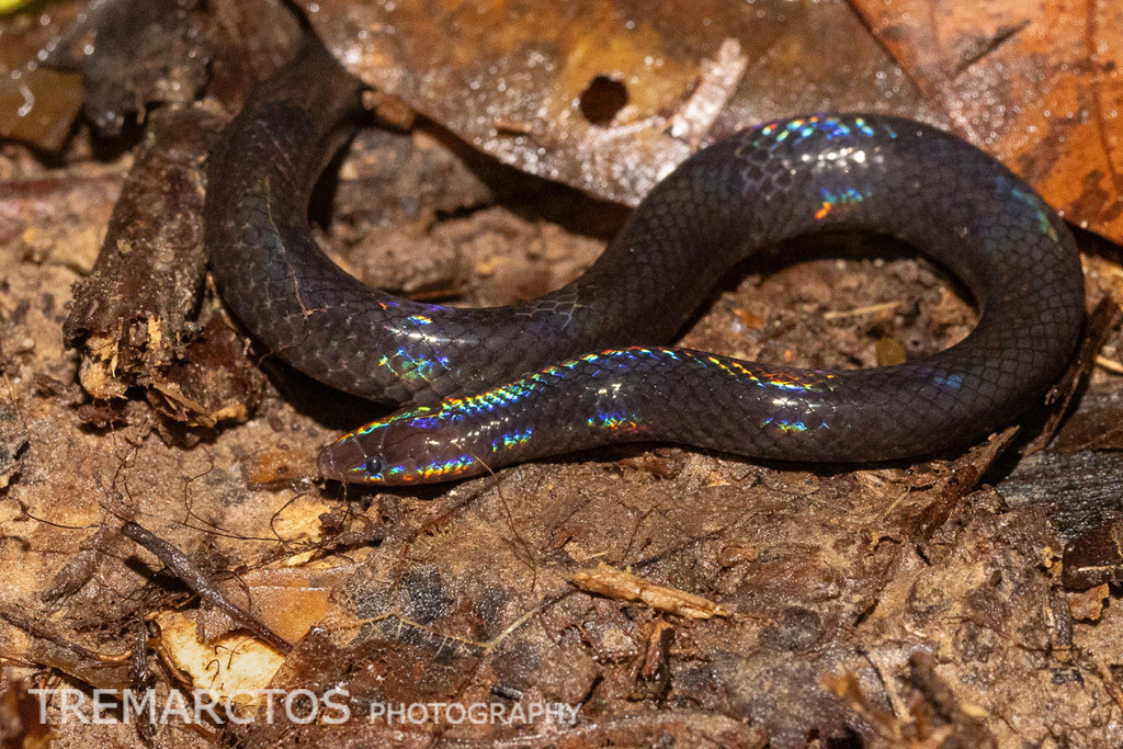Mocquard's Litter Snake — Borneo wildlife, book, free download, jungle tour, snake, herp tour