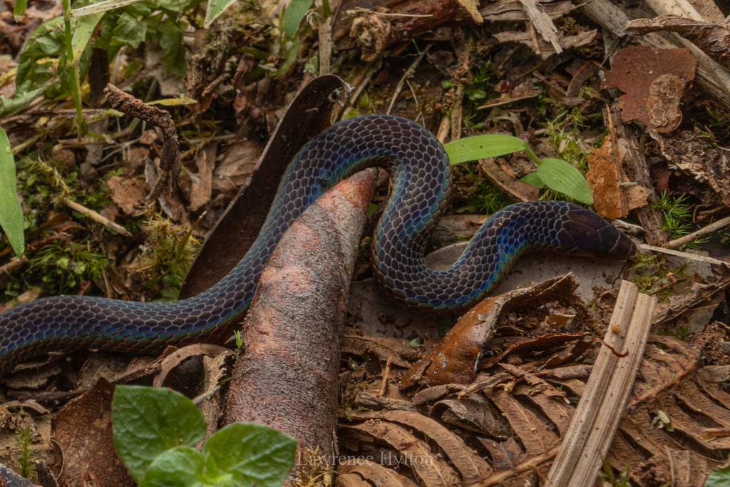 Mocquard's Litter Snake — Borneo wildlife, book, free download, jungle tour, snake, herp tour