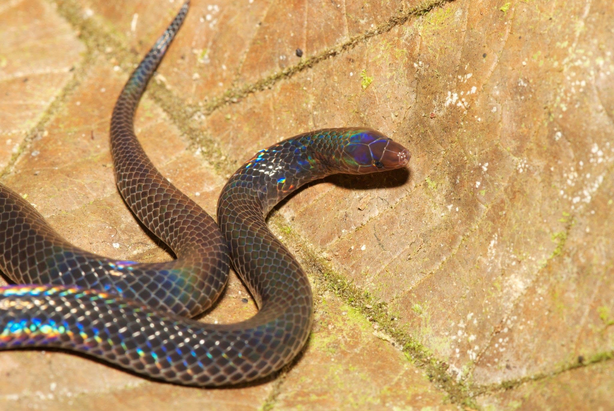 Mocquard's Litter Snake — Borneo wildlife, book, free download, jungle tour, snake, herp tour