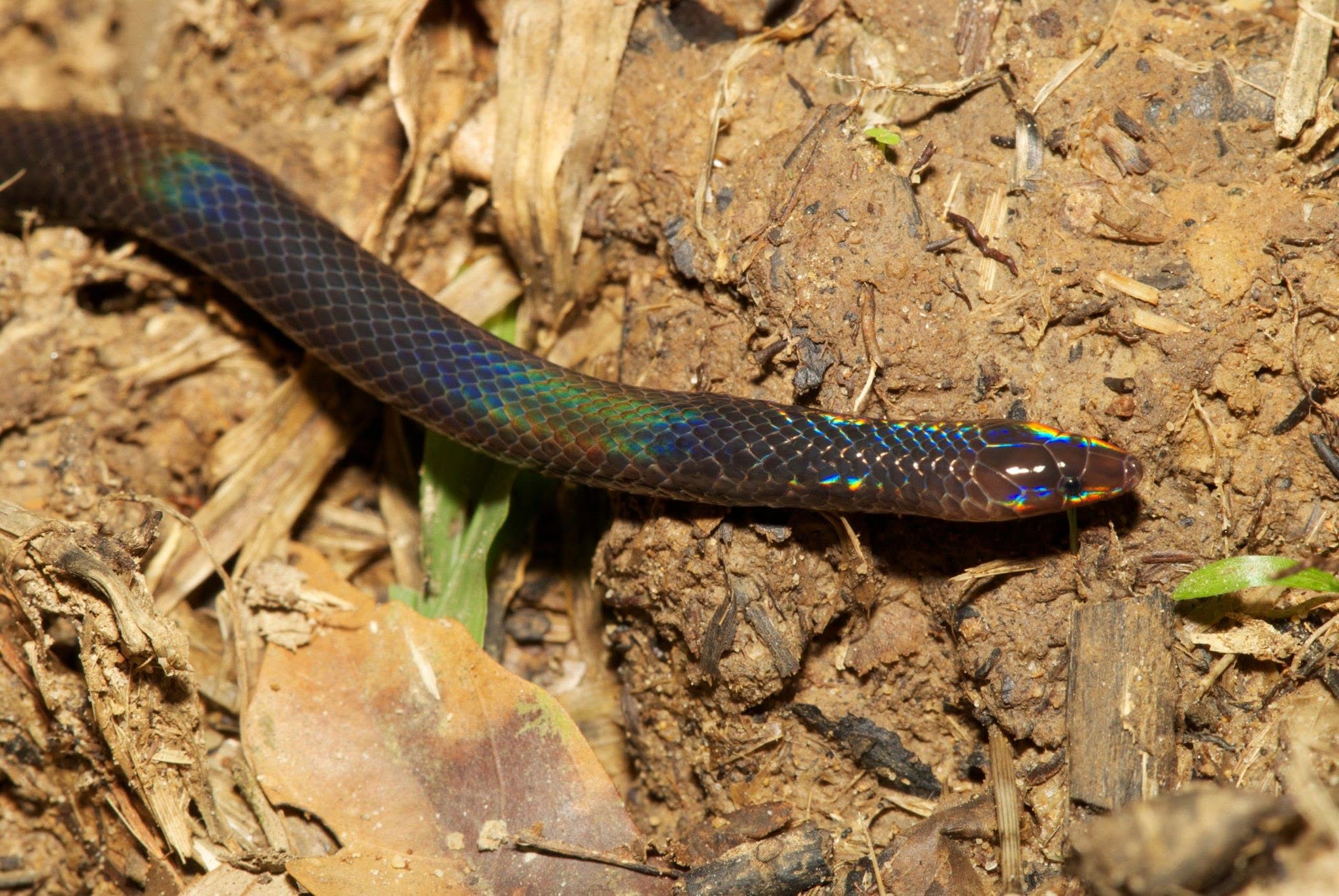 Mocquard's Litter Snake — Borneo wildlife, book, free download, jungle tour, snake, herp tour