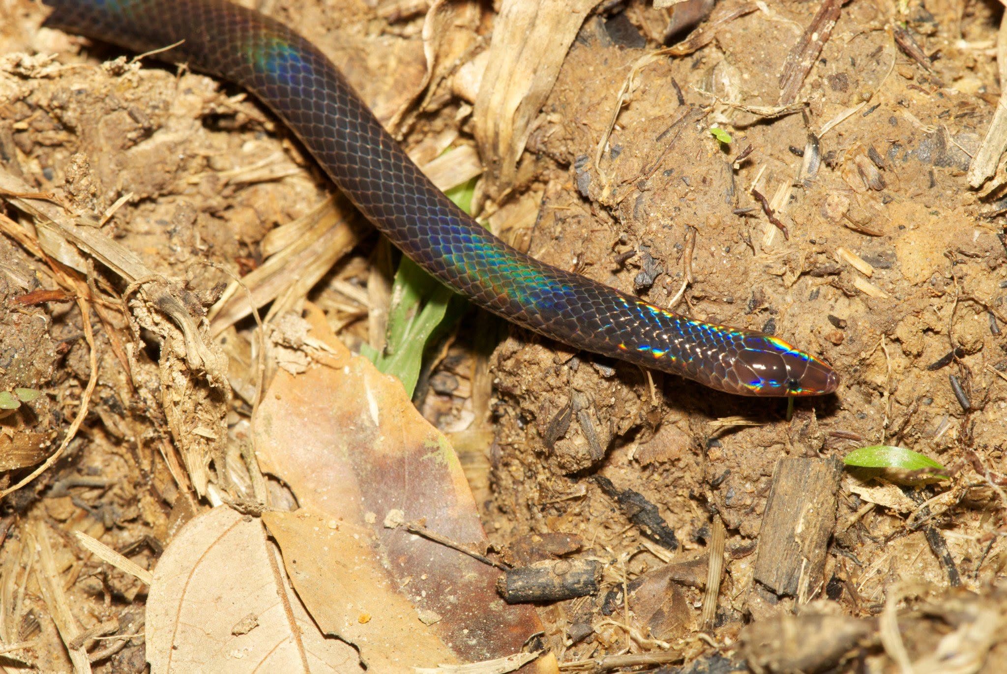 Mocquard's Litter Snake — Borneo wildlife, book, free download, jungle tour, snake, herp tour