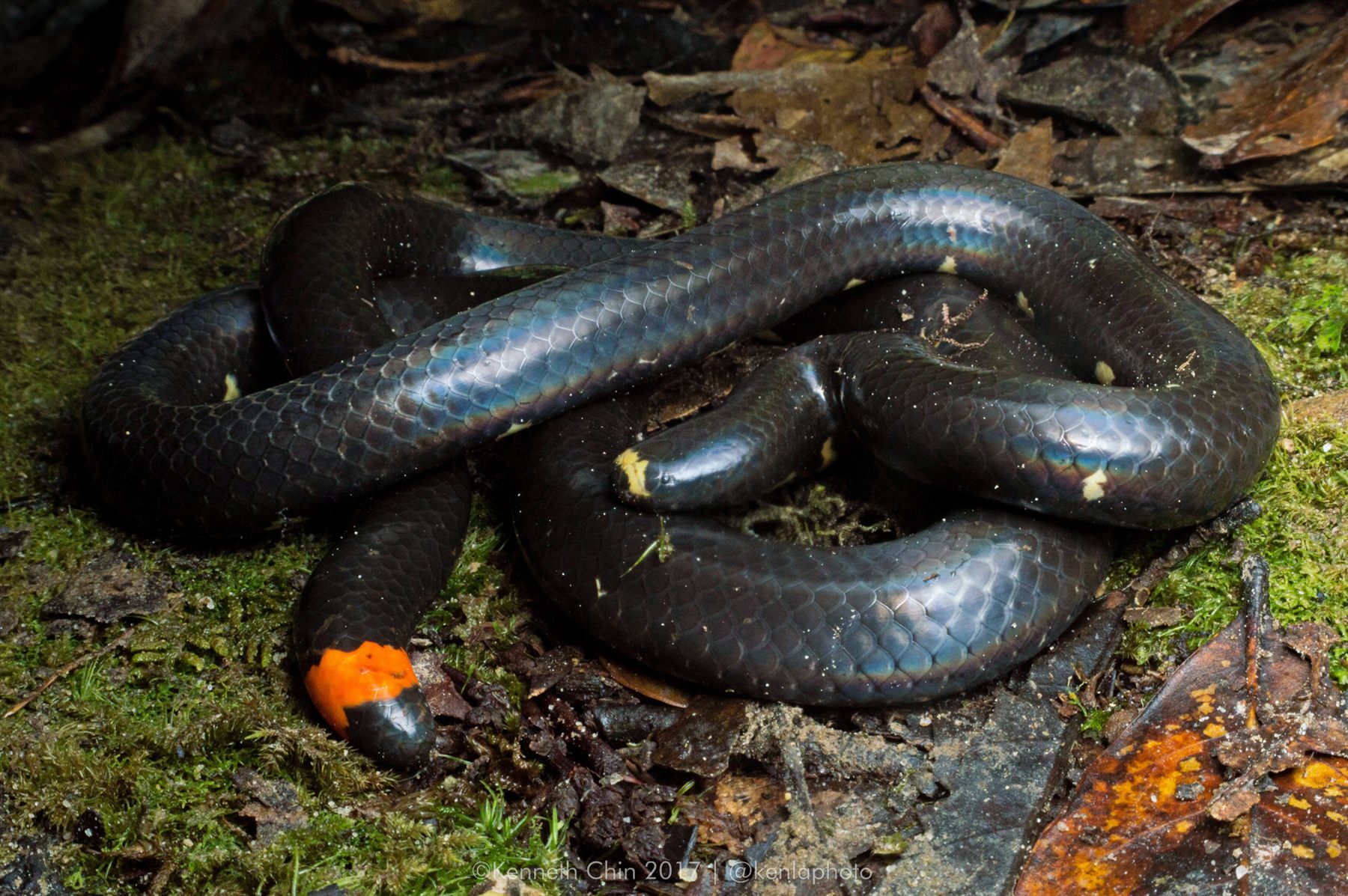 Mountain Dwarf Pipe Snake — Borneo wildlife, book, free download, jungle tour, snake, herp tour