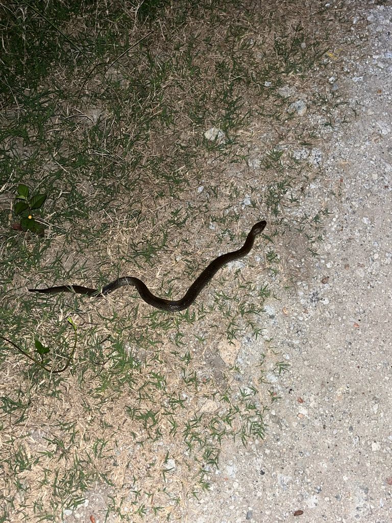 Orange-bellied Mud Snake — Borneo wildlife, book, free download, jungle tour, snake, herp tour
