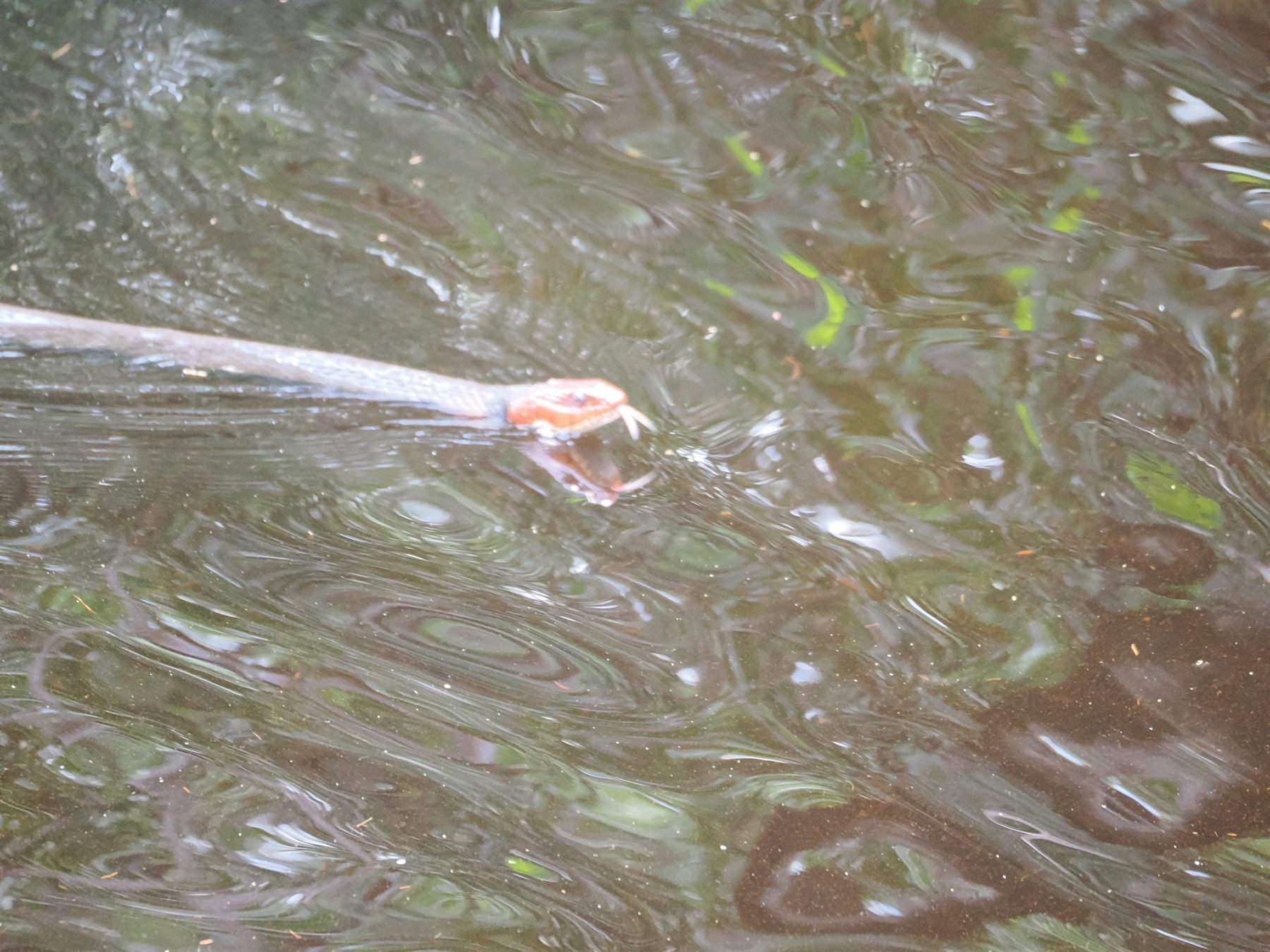 Orange-lipped Water Snake — Borneo wildlife, book, free download, jungle tour, snake, herp tour