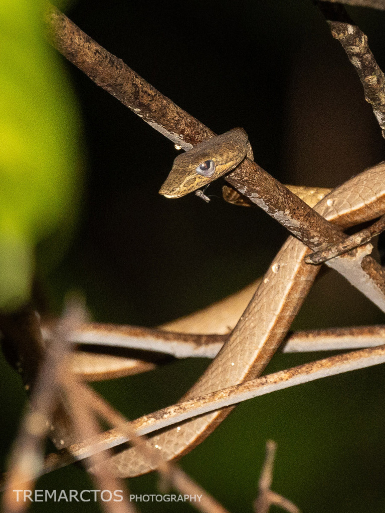 Oriental Whip Snake — Borneo wildlife, book, free download, jungle tour, snake, herp tour