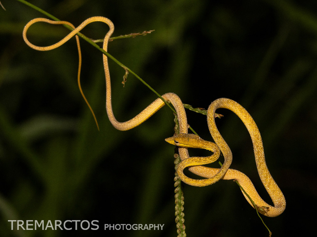 Oriental Whip Snake — Borneo wildlife, book, free download, jungle tour, snake, herp tour
