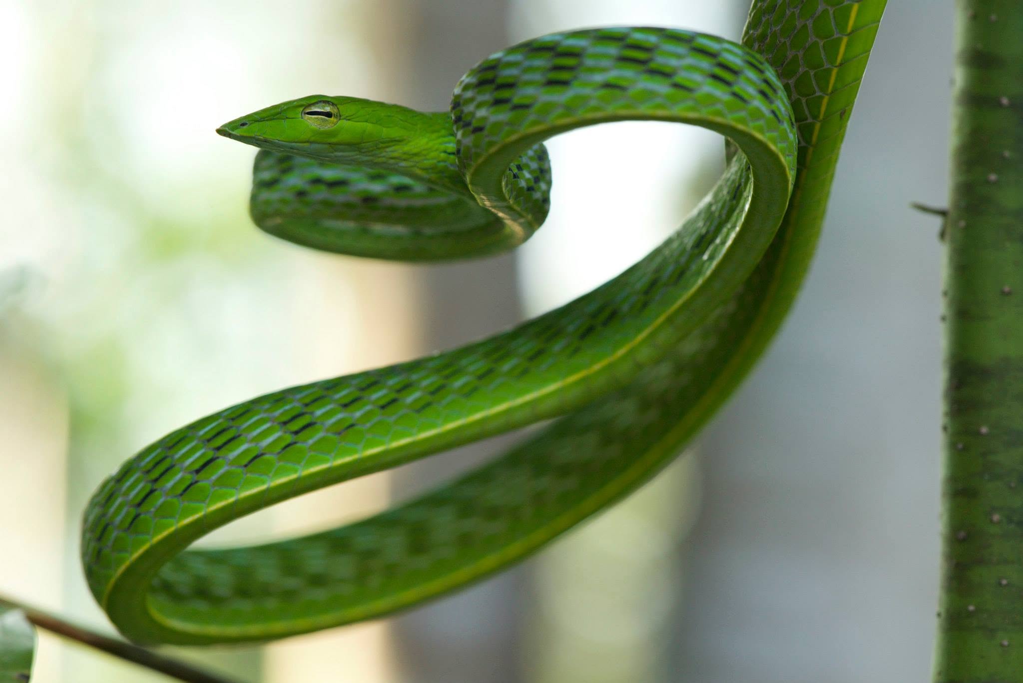 Oriental Whip Snake — Borneo wildlife, book, free download, jungle tour, snake, herp tour