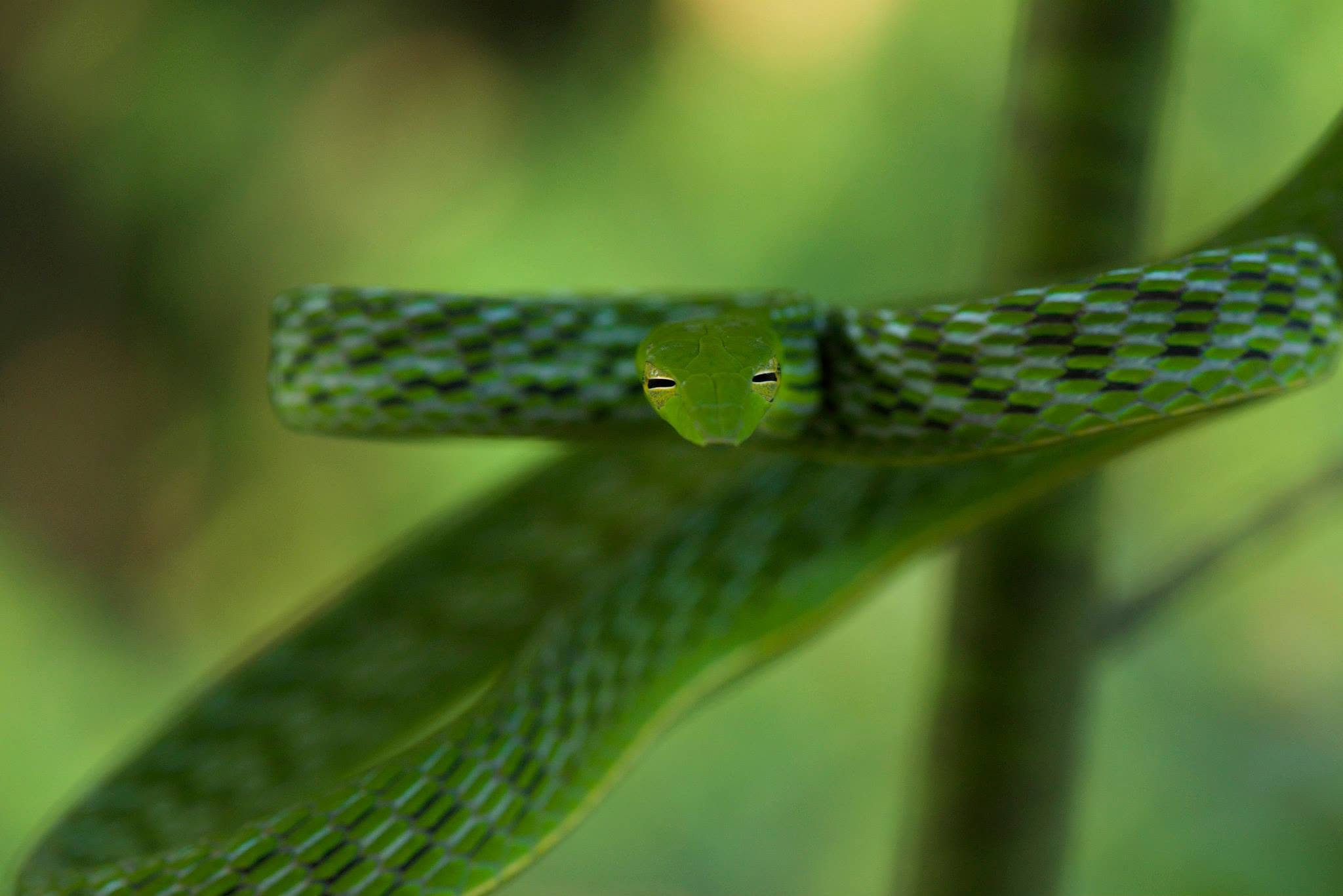 Oriental Whip Snake — Borneo wildlife, book, free download, jungle tour, snake, herp tour