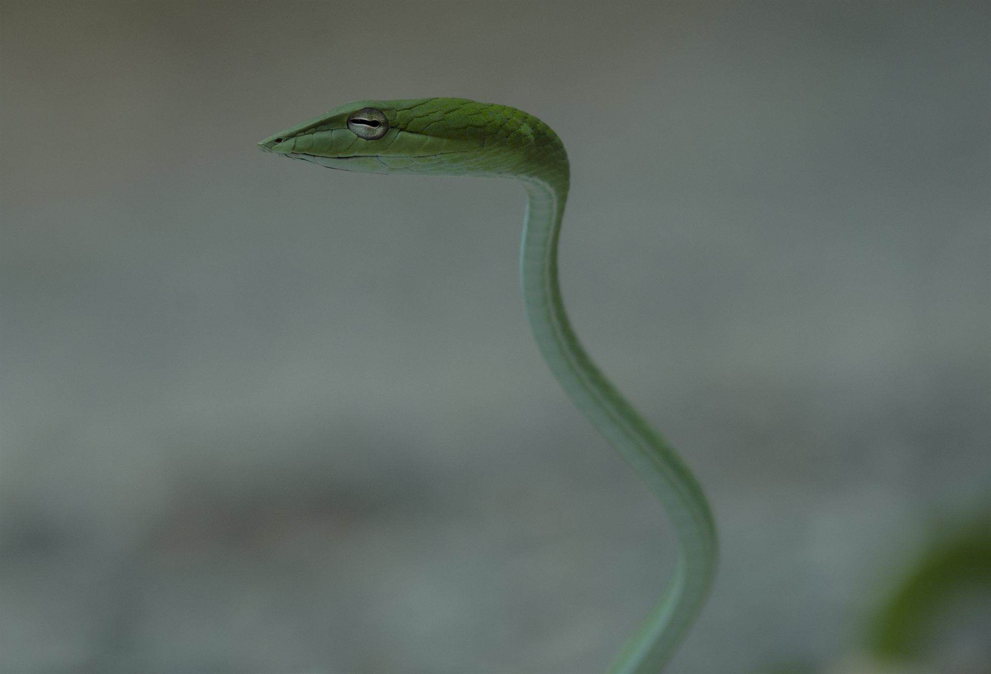 Oriental Whip Snake — Borneo wildlife, book, free download, jungle tour, snake, herp tour