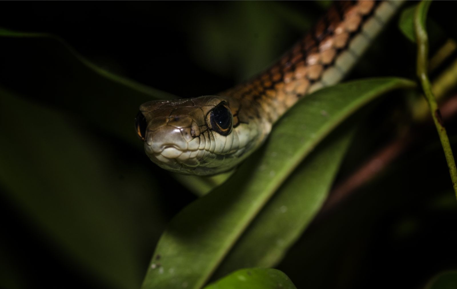 Painted Bronzeback — Borneo wildlife, book, free download, jungle tour, snake, herp tour