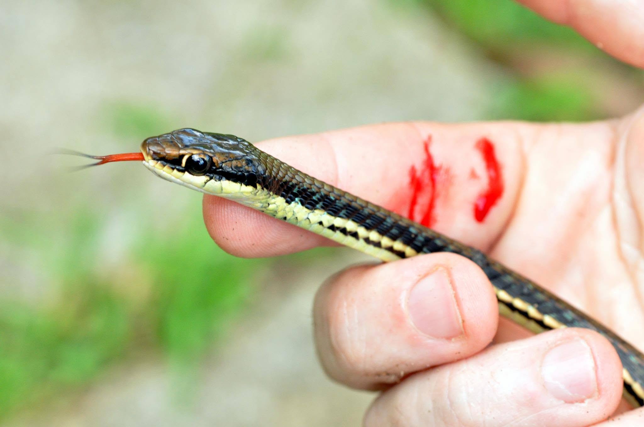 Painted Bronzeback — Borneo wildlife, book, free download, jungle tour, snake, herp tour