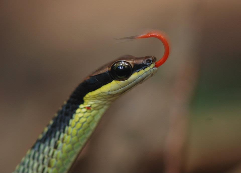 Painted Bronzeback — Borneo wildlife, book, free download, jungle tour, snake, herp tour